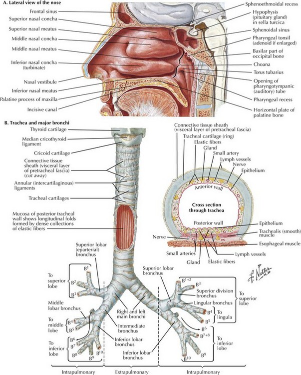 Tracheal Intubation And Endoscopic Anatomy Basicmedical Key