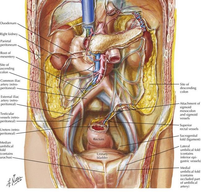colon anatomy netter