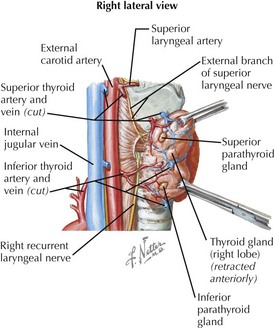 posterior view of thyroid gland