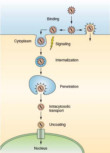 Virus Entry and Uncoating | Basicmedical Key