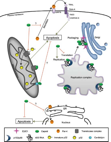 measles virus life cycle