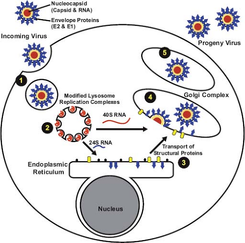 measles virus life cycle