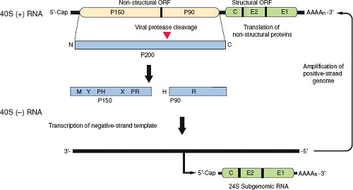 life cycle of rubella virus