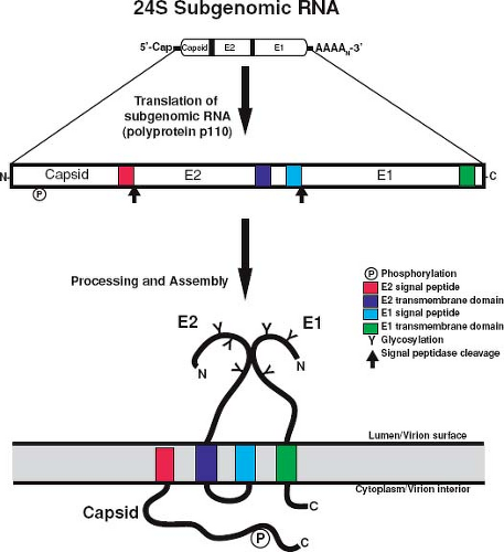 rubeola virus structure