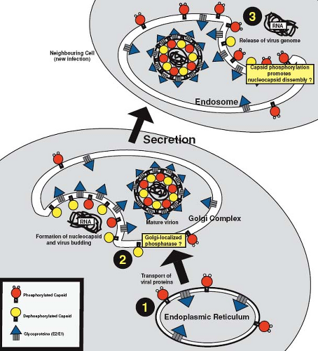 life cycle of rubella virus