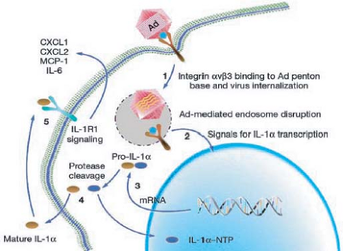 Adenoviruses | Basicmedical Key