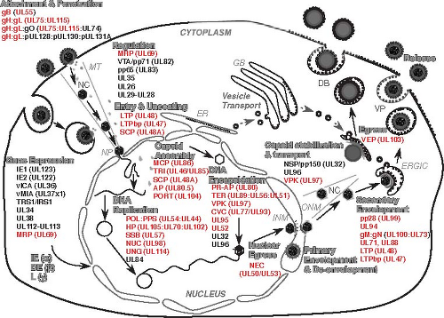 Interaction of HCMV capsid proteins SCP and MCP with the core NEC