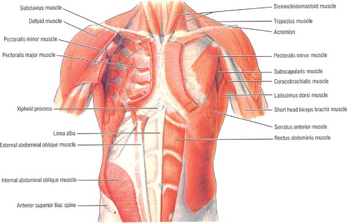 Applied Anatomy of the Chest Wall and Mediastinum | Basicmedical Key