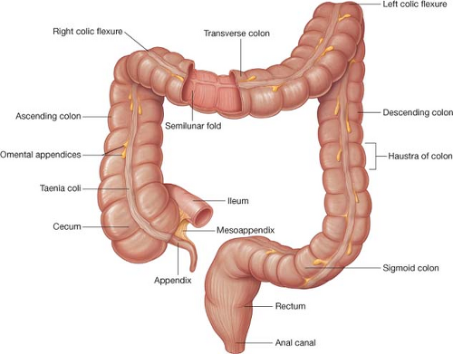 ascending colon diagram