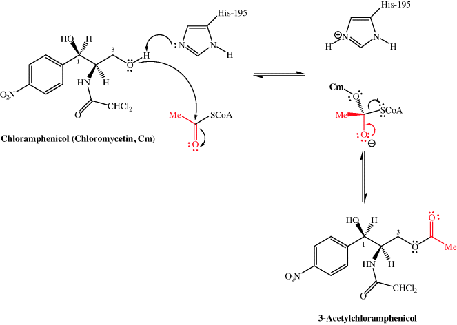 Chloramphenicol Basicmedical Key