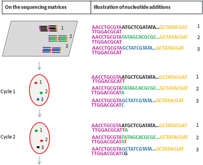 A145302_4_En_11_Fig12_HTML.gif