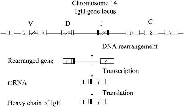 A145302_4_En_11_Fig15_HTML.gif