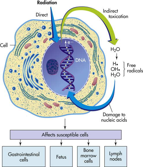 Structure And Function Of The Hematologic System | Basicmedical Key