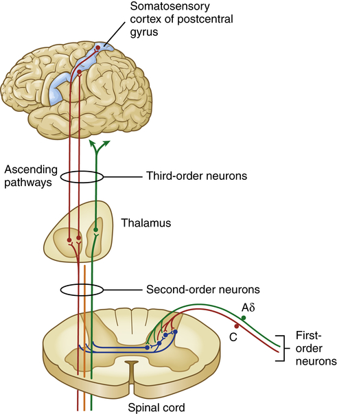 Pain, Temperature Regulation, Sleep, and Sensory Function ...