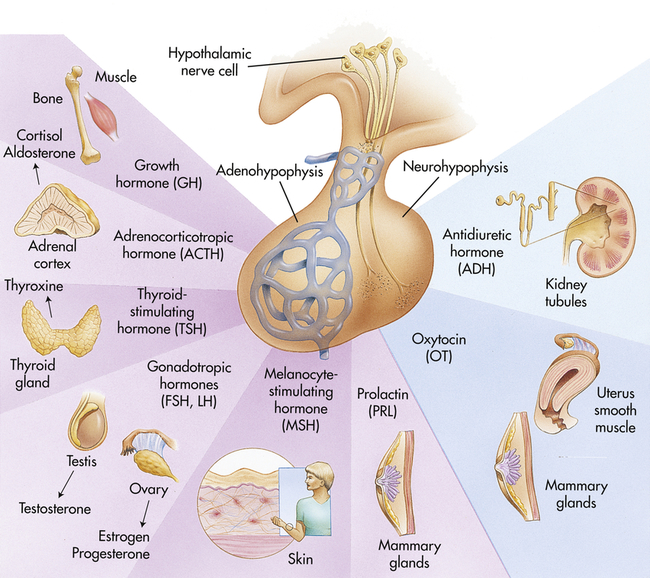 adrenal glands produce hormones called