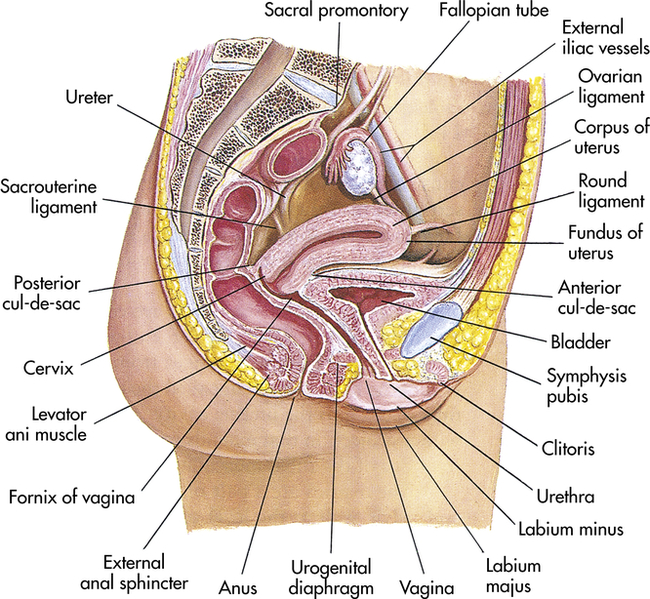 Structure and Function of the Reproductive Systems