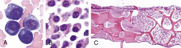 Structure And Function Of The Hematologic System | Basicmedical Key