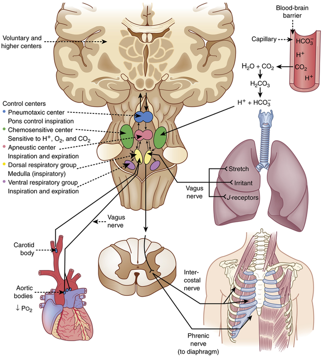 Structure and Function of the Pulmonary System | Basicmedical Key