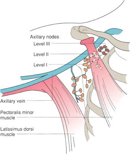 Lymph Node Armpit Anatomy Anatomy Structure