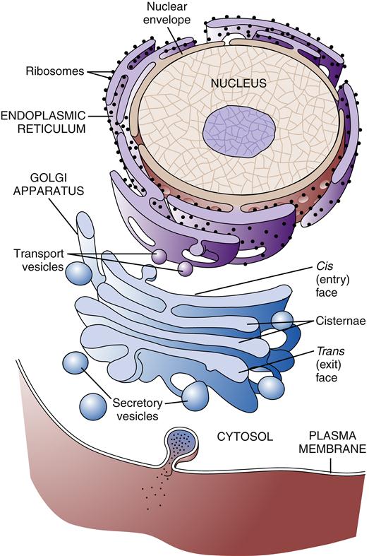 how-is-the-structure-of-the-golgi-apparatus-related-to-its-function-a