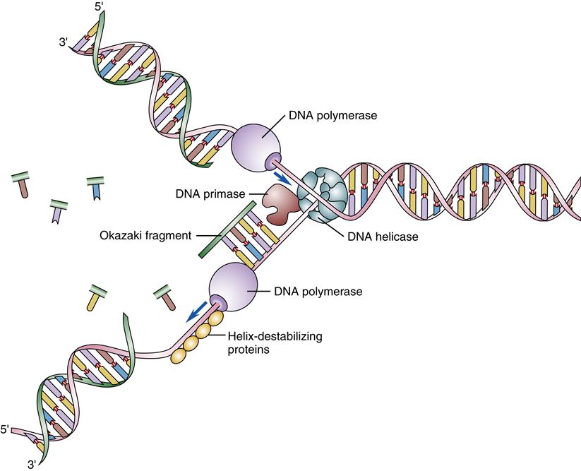 Ssb белок. Репликация ДНК полимераза. РНК полимераза в репликации ДНК. Биосинтез ДНК репликации ДНК полимеразы схема. Репликация ДНК SSB белки.