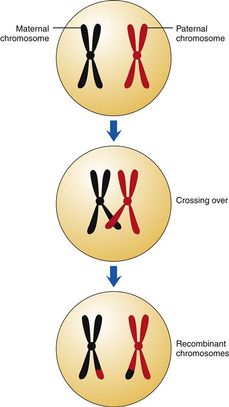 crossing over prophase 1