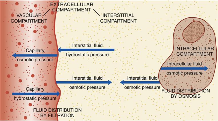 when your body fluid compartments