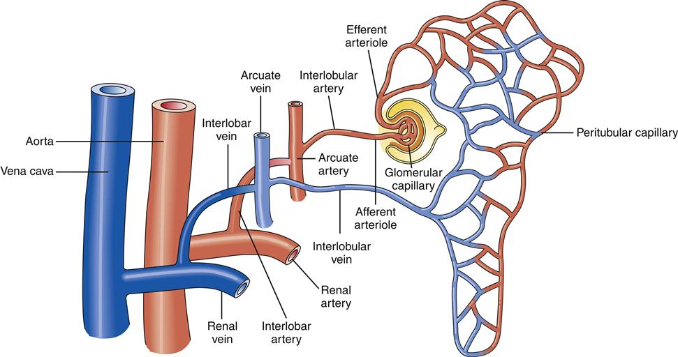 Afferent Arteriole Structure And Function