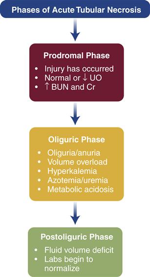 Acute Kidney Injury Concise Medical Knowledge, 56% OFF