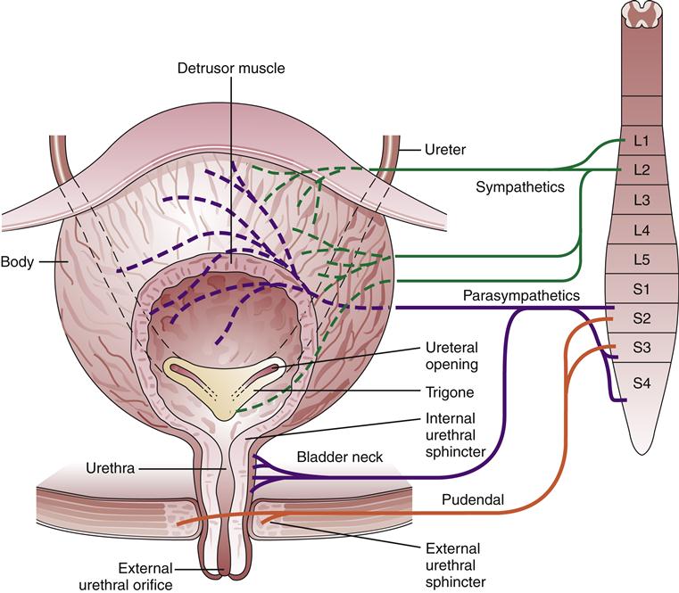 The physiological function of lower urinary tract smooth muscle -  ScienceDirect