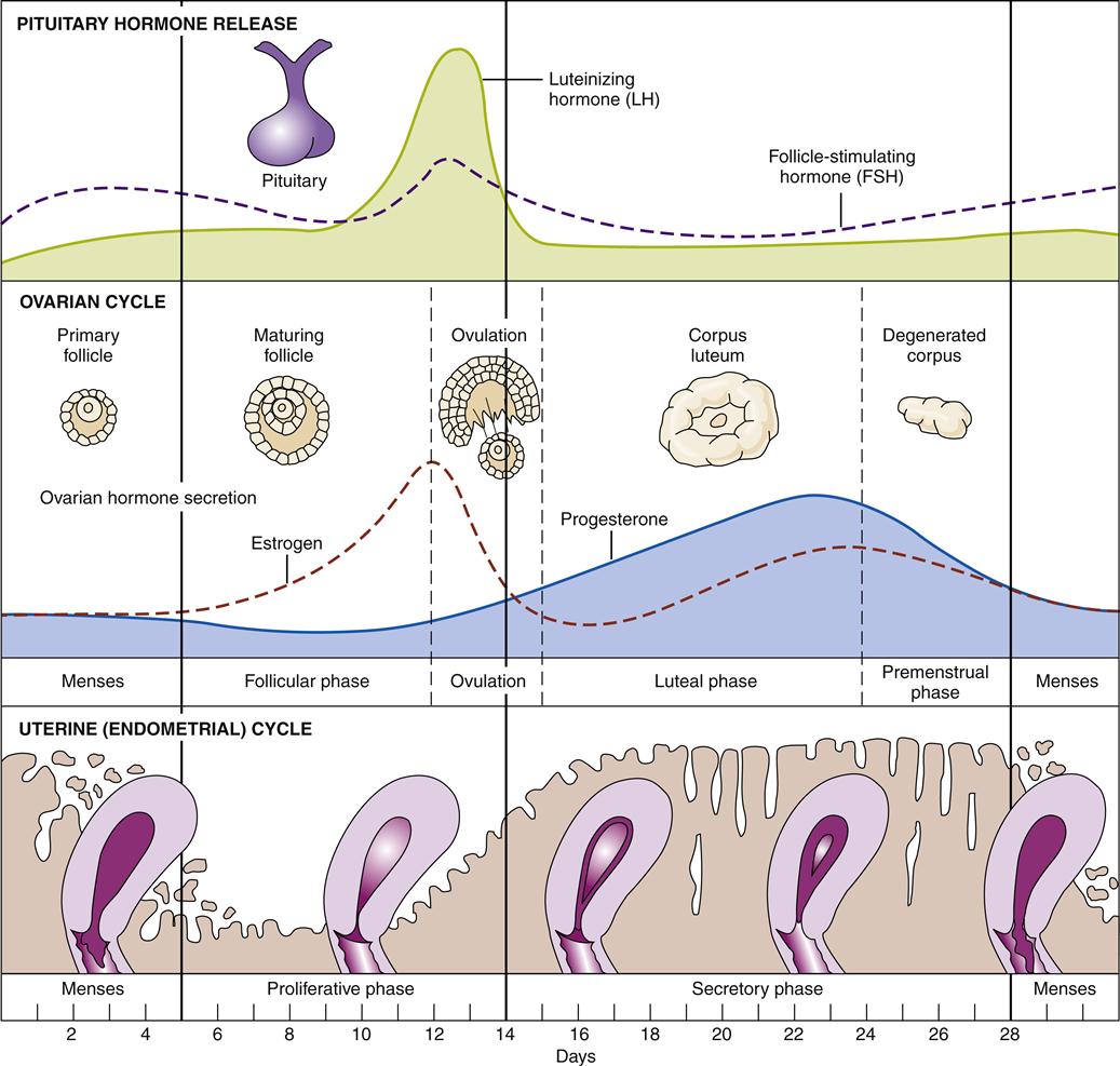 Месячные на 26 день. Менструальный цикл. Схема менструационного цикла с фазами и гормонами. Менструальный цикл температура. Менструальный цикл анатомия.