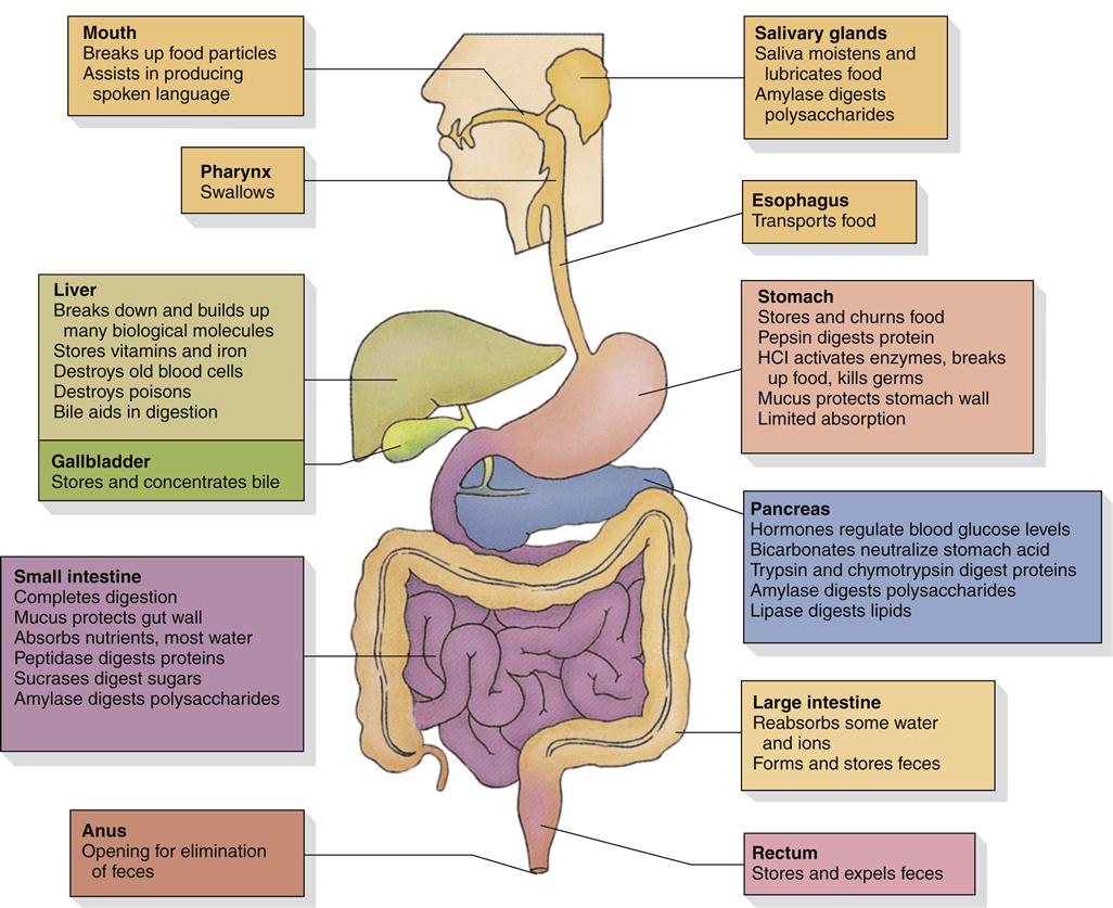 Gastrointestinal Function | Basicmedical Key