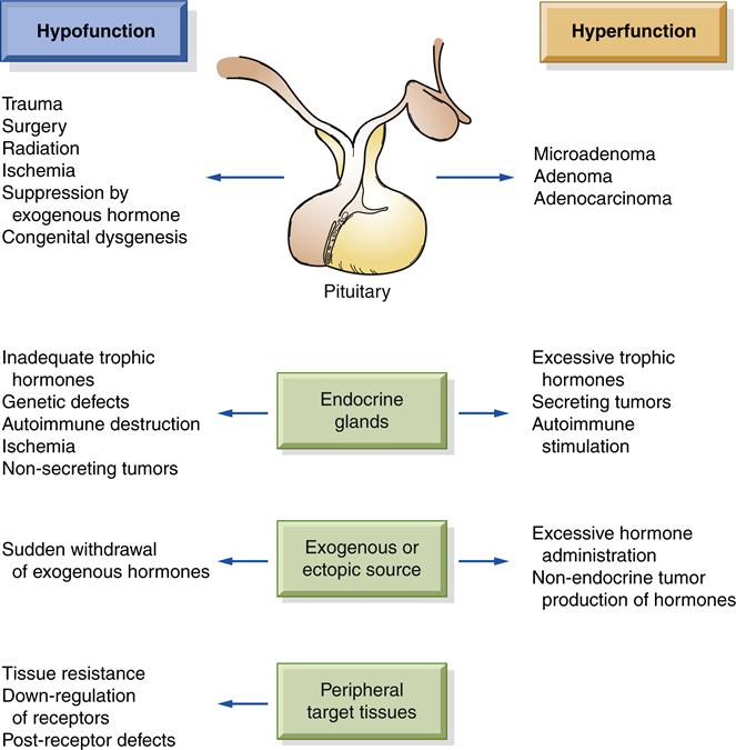 Disease And Disorders Of The Endocrine System