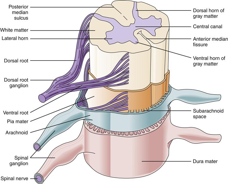 dorsal column stimulator nevro type