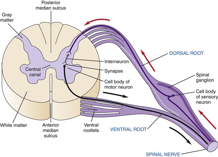 structure-and-function-of-the-nervous-system-basicmedical-key