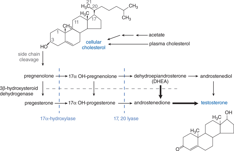 Схема образования тестостерона