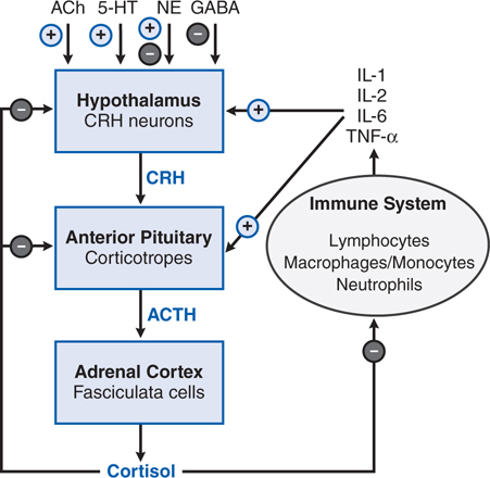Acth stimulates the adrenal cortex to release corticosteroid hormones