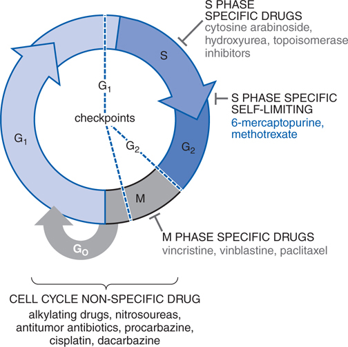 Cancer Chemotherapy And Cytotoxic Agents Basicmedical Key