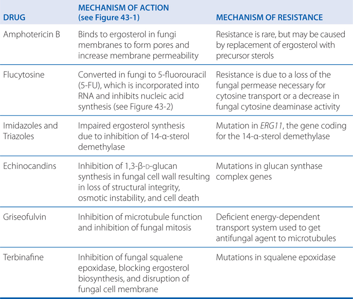 Antifungal Agents Basicmedical Key