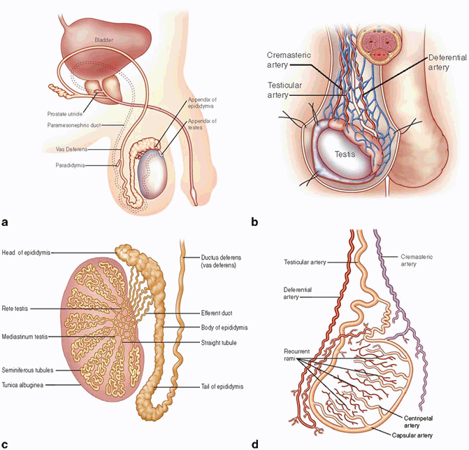 Testes: Anatomy, Function, and Associated Conditions