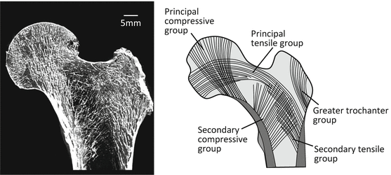 A315275_1_En_1_Fig2_HTML.gif