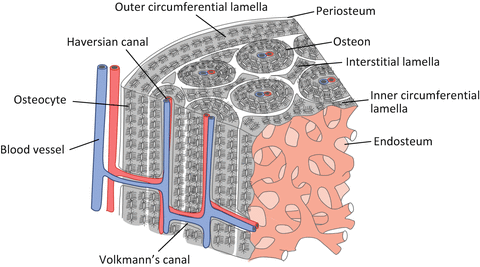 Interstitial Lamellae And Circumferential Lamellae