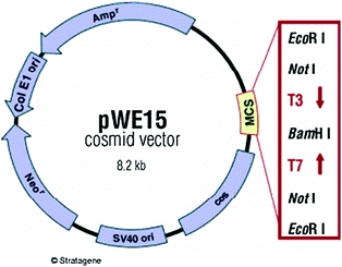 A315564_1_En_1_Fig1_HTML.gif