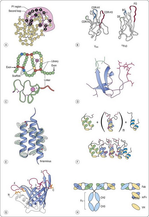 looped domains with protein scaffold