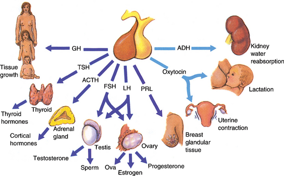 THE ENDOCRINE SYSTEM Basicmedical Key