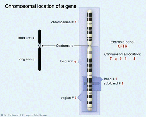 Mostly About Genetic Epidemiology | Basicmedical Key