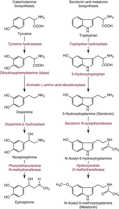 serotonin metabolism