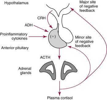acth adrenal cortex