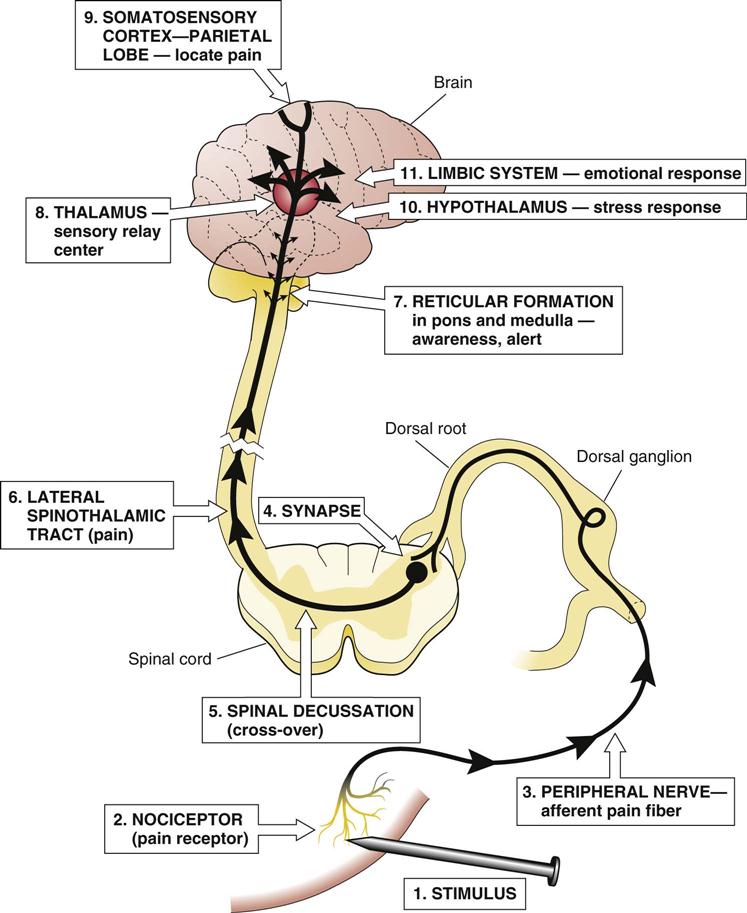 Pain Processing Pathway Pain Pathway Simple Diagram KURRCW Pain Processing Pathway Pain Pathway Simple Diagram KURRCW