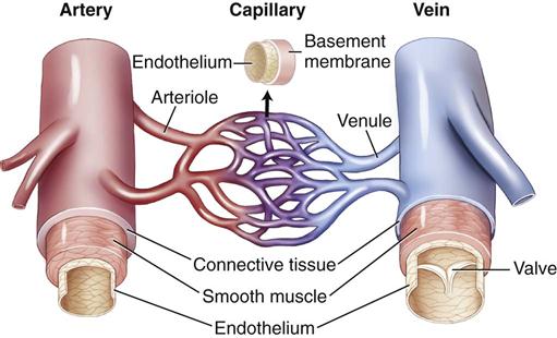 Blood and Circulatory System Disorders | Basicmedical Key